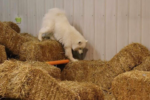 Samoyed on hay bales searching for rat canister