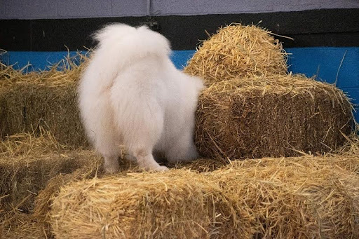Samoyed on hay bales searching for rat canister