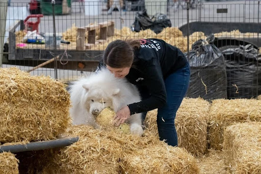 Samoyed on hay bales locating rat canister