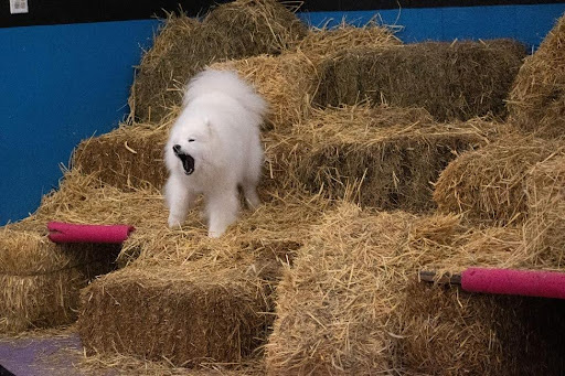 Samoyed on hay bales alerting finding rat canister